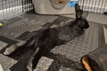 Good sploot