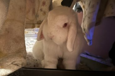 Advice for caring for a visually impaired bunny?