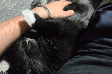 Just a bun bun enjoying her tummy scratches