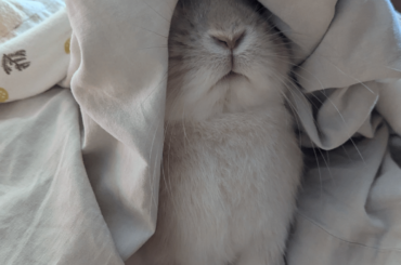 No bunny here