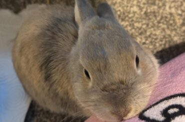 Rabbit Needs Rehoming