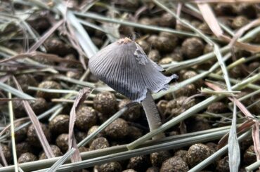 Help! A mushroom in my bunny's litter