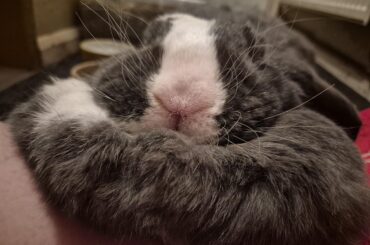 When Persephone opens the front facing camera