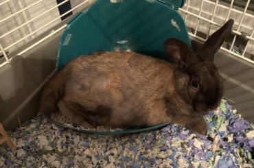 I was told he is a Mini Rex