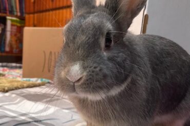 Get your rabbit vaccinated at House Rabbit Society in Richmond, California!