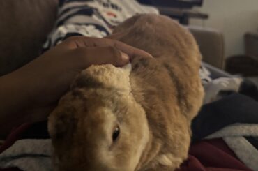 My sweet bun bun crossed the rainbow bridge😔