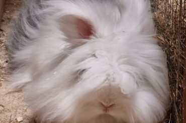 Advices on taking care of a very hairy rabbit