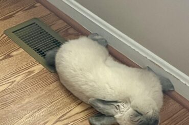 I think my brother’s rabbit is exhausted. Meet sweet Milo, the laziest man-bunny I’ve ever met.