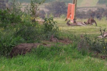 A wild(?) Bunny hanging out with some roos