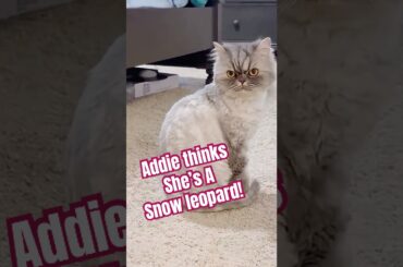 My adorable cat went from looking like a bunny, to a snow leopard! #cute #cat #shorts #catheaven