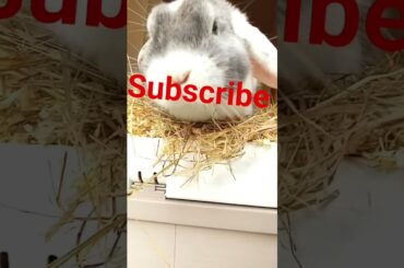 What is wolly doing #rabbit #bunny #cute #pets #kaninchenliebe #animals #konijnenleven #cutebunny