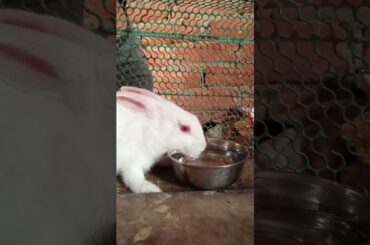 #rabbitcaretips #healthyrabbit #viralvideo #rabbit #cutebunny #smallpet #shortvideo #pet #cute #baby