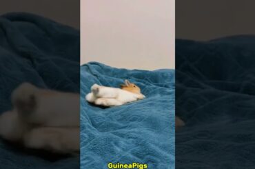 So Cute #rabbit #bunny #pets #petcare #petvideos #animals #shorts