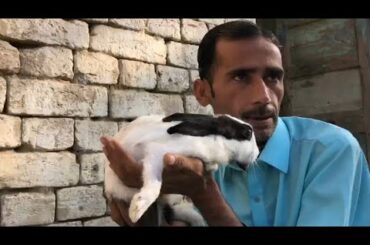 My Rabbit / cute rabbit video