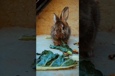 #rabbit #bunny #cute #cutebunny #pets#rabbitbaby #wheatgrass #kelincikreatif #pet#mybunny
