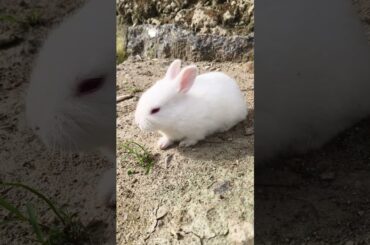Baby Rabbit #pet #cute #babyrabbit #babyanimal #petlover #shorts #bunny