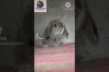 rabbit sell telegram 0882223870 #bunny #animal #cute  #rabbit