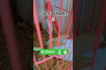 Cute Rabbits For SaleHealthyRabbits in Delhi DM Fast WhatsApp 7428027019 #rabbit #bunny #cutepets