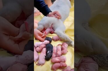 Bunny growth - Baby Animals 1 To 21 Days #rabbit #bunny #animals #pets #shorts