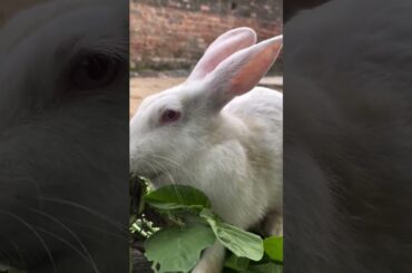 #rabbit #pets #bunny #babyanimal #mycuterabbit #cute #babyrabbit #petshub