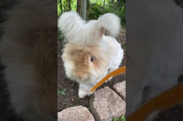 Cute bunny enjoys carrot peel #shorts #rabbit #bunny #animals #asmr