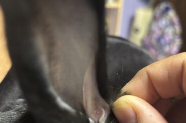 wart-like thing in rabbit’s ear