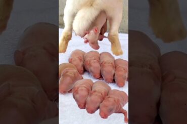 Rabbit Growth - Baby Animals 1 To 30 Days