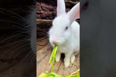 #rabbit #cute #bunny #pets #animal