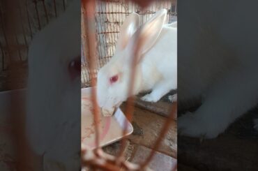 #rabbiteatingbanana #petrabbit #viralvideo #khargosh #smallpet #cute #rabbitcare #bunny #rabbitshort