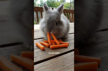 Fluffy Bunny Munching Carrots | The Cutest Rabbit Eating Ever! #cute #bunny #animallovers #animals