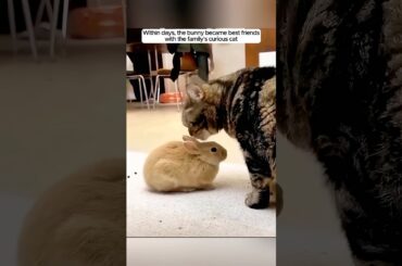 This kind couple rescued a baby rabbit in distress and raised it until...