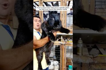 This family rescued a baby rabbit from their pool drain and then...