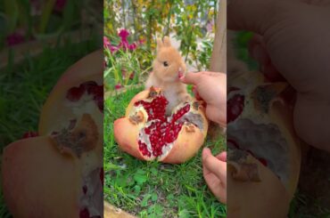 #mycuterabbit  #petrabbit #cute #pet #pets #petbunny #animals #animal #cutebunny #bunny