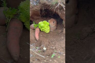 Dreamy Bunny #mycuterabbit #petrabbit #cute #petbunny #pets #pet #animals #animal #cutebunny #bunny