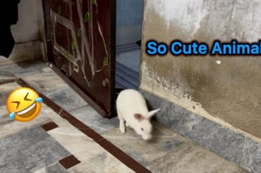 Baby Rabbit Wild Animals Funny Videos