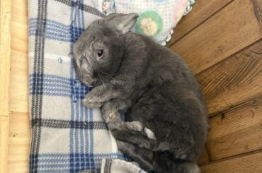 I just took this photo of my bun Howard and the world needs to see 😭🥰