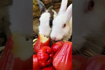 The little rabbits eat Grapefruits #shorts #cute #rabbit #pet #animal