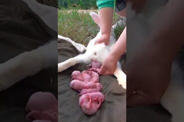 Cute rabbit - Baby Rabbit 1 To 16 Days #rabbit #animals