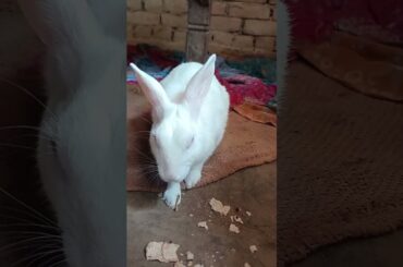 #rabbiteatinggreenleaf #viralvideo #bunny #rabbit #cute #pet #khargosh #smallpet #rkpetrabbit #baby