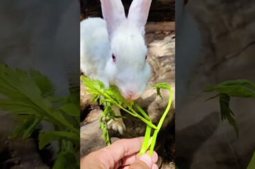 Rabbit eat vegetable #cute #rabbit #bunny #pets #animals