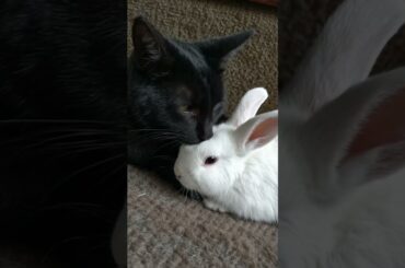 cat is playing with cute bunny #petlover #animals #whiterabbit #cats #rabbit #cat #kitty #purr #cook