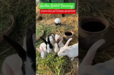 The Adorable Life of Farm Rabbits