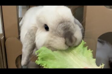 Fluffy bunnies eating lettuce