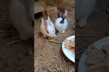 cute baby rabbit video , cute rabbit #rabbit #mycuterabbit #cuteanimal