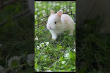 bunny rabbit weather #rabbit #bunny #pets #cutebunny#cute