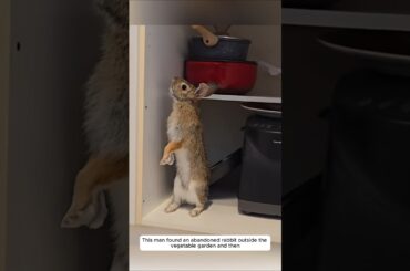 This man found an abandoned rabbit outside the vegetable garden and then