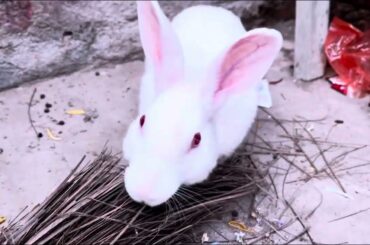Baby Bunny Wild Animals Funny Videos