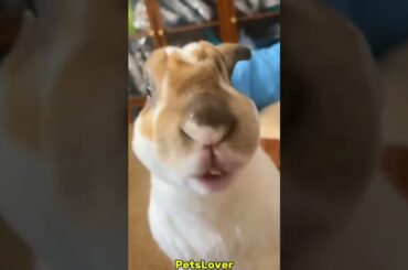 So Cute #rabbit #bunny #pets #petcare #petvideos #animals #shorts
