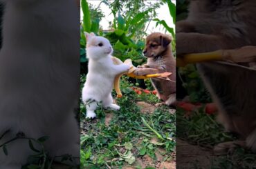 a cute puppy feeding banana to a cute bunny adorable video #puppy #bunny #dog #rabbit #cuteanimals