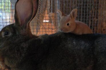 Baby Bunnies Exploring #rabbit #bunny #rabbitfarming #rabbits #bunnies #animal #cute #cutebaby